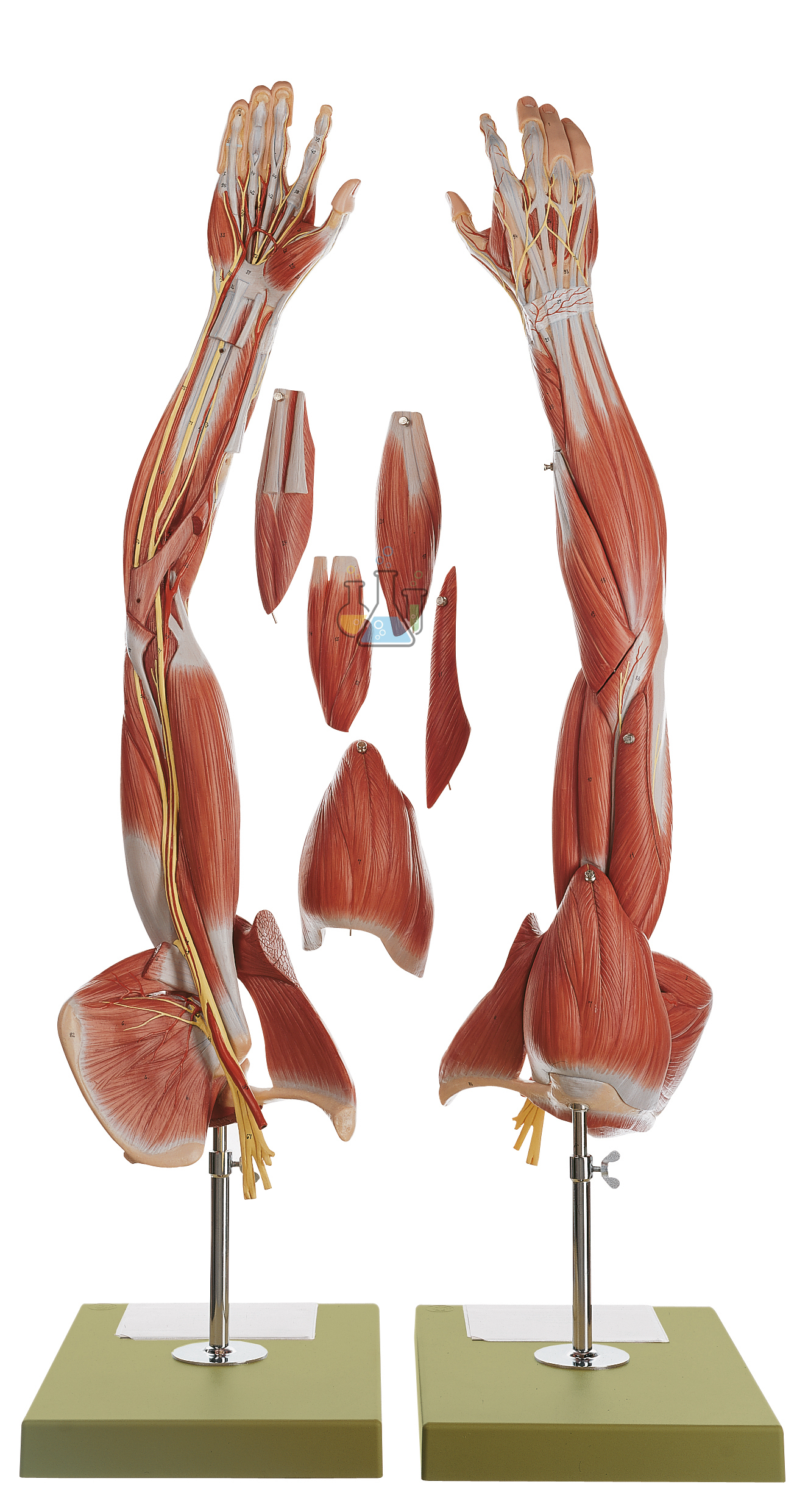 Muscle Arm With Shoulder Girdle Model